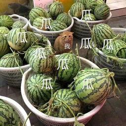 娱乐吃瓜头像,吃瓜群众眼中的明星幕后故事