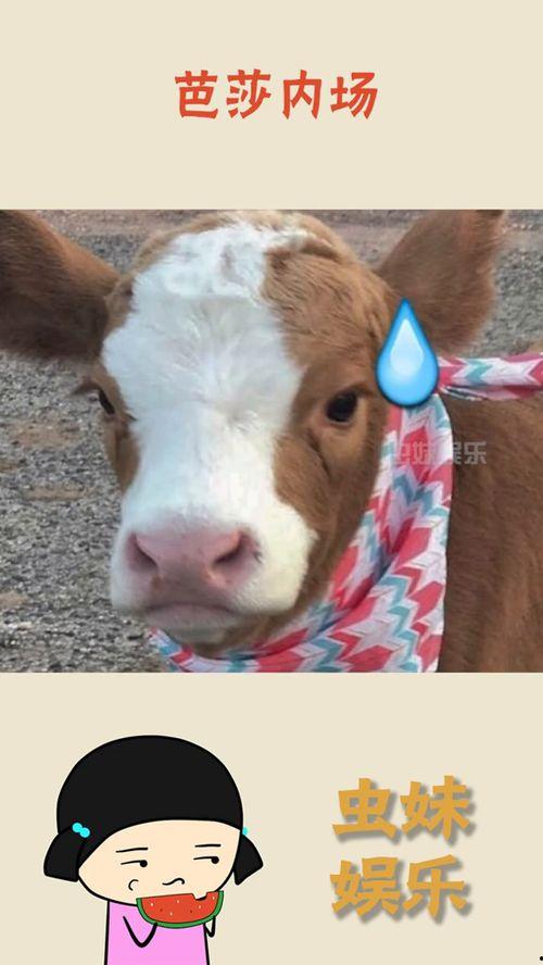 娱乐吃瓜酱的贴纸,揭秘娱乐圈幕后故事